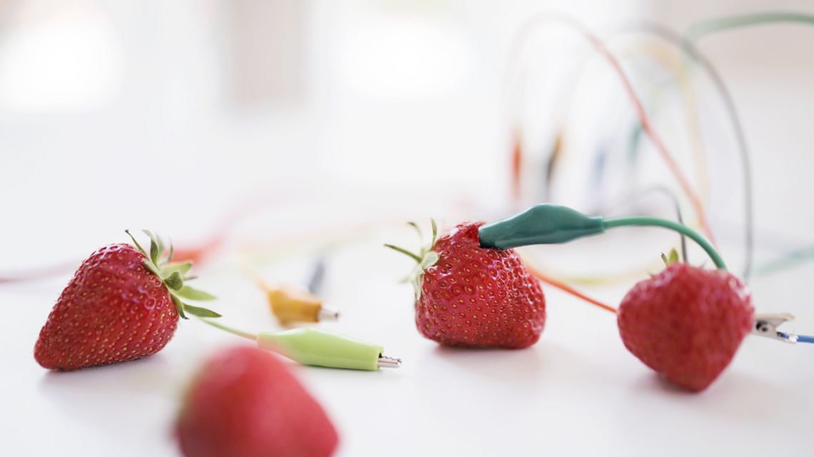 Auf einer weißen Fläche liegen mehrere frische Erdbeeren. Sie sind mit bunten Kabeln und Krokodilklemmen verbunden. Die Kabel in Farben wie Gelb, Grün, Blau und Orange verlaufen unordentlich über den Tisch. Im Hintergrund ist unscharf ein technisches Gerät zu erkennen. Das Bild zeigt ein Experiment, bei dem Erdbeeren als leitende Elemente in einer Schaltung genutzt werden.